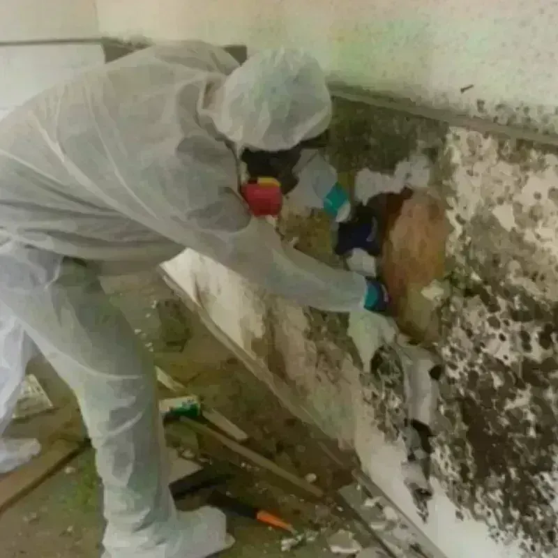 Mold Remediation and Removal in Hesperia, CA